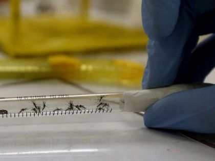 Brasil confirmó 43.000 casos de zika