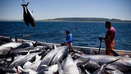 La FAO invita a protegerse de la pesca ilegal