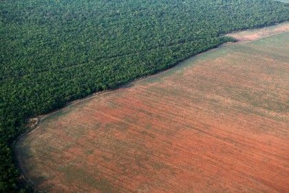 Aunque se redujo, sigue elevada la deforestación