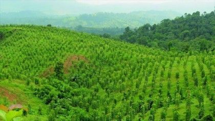 Brasil reducirá en un 43% sus emisiones contaminantes Brasil reducirá en un 43% sus emisiones contaminantes