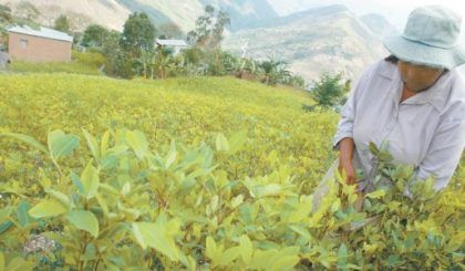 Bolivia saldrá a defender el cultivo legal de coca