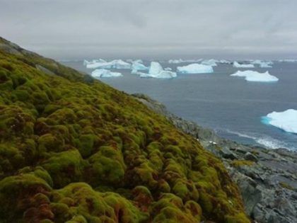Se disparó la presencia de vegetales en la Península Antártica