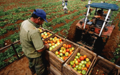 Bolivia es autosuficiente en la producción de alimentos