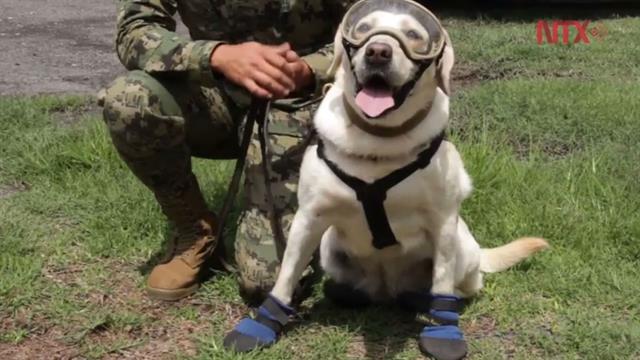 frida labrador