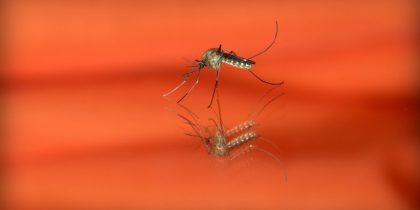 Juntos para eliminar mosquitos