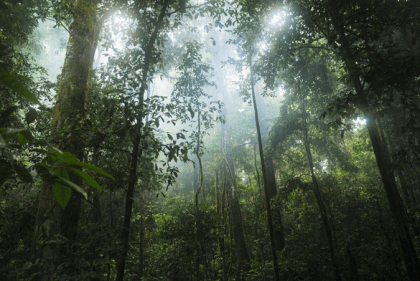 El rol de los árboles más viejos y más altos en las selvas tropicales