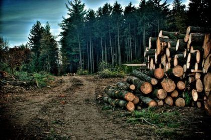 El lucrativo negocio de la tala ilegal que reduce nuestros bosques