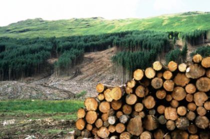 El negocio de la tala ilegal de madera