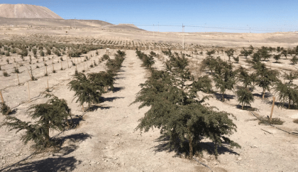 Cómo crear un pulmón verde en el Atacama