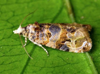 Insectos estériles para combatir plagas en la agricultura