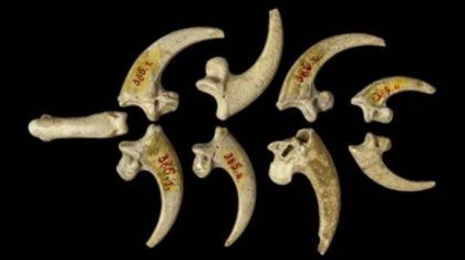 Los neandertales utilizaban collares de garras de águila
