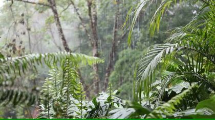 Costa Rica tiene el doble de bosques que hace 30 años